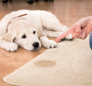 pet stain carpet cleaner Topeka KS