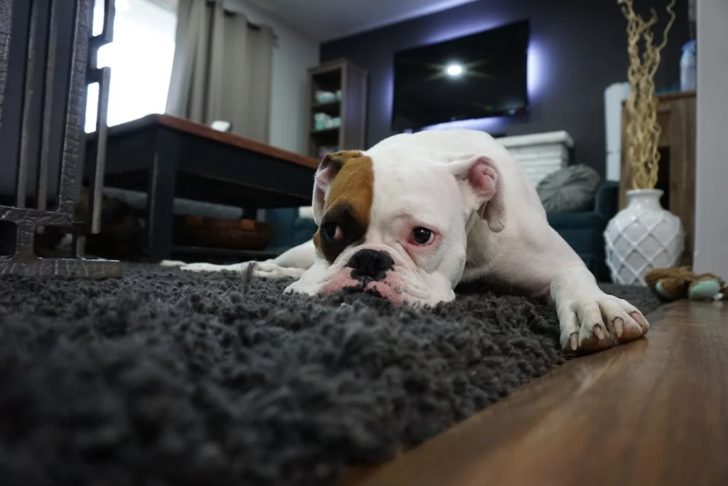 A dog lying on a carpet